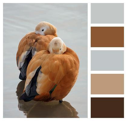 Birds Ruddy Shelduck Tadorna Ferruginea Water Birds Image